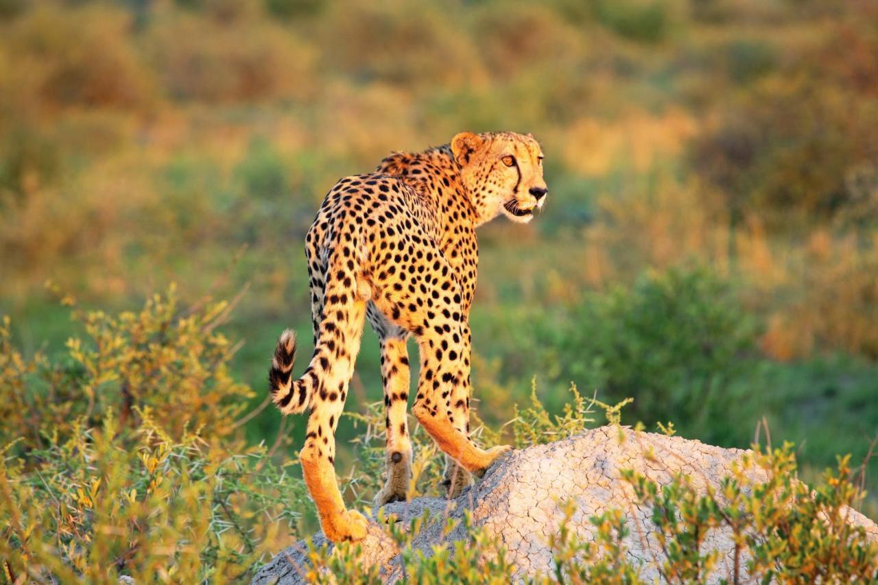 Madikwe Hills Private Game Lodge Madikwe Game Reserve Ngoại thất bức ảnh