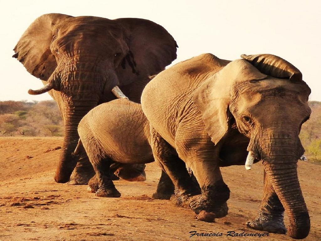 Madikwe Hills Private Game Lodge Madikwe Game Reserve Ngoại thất bức ảnh