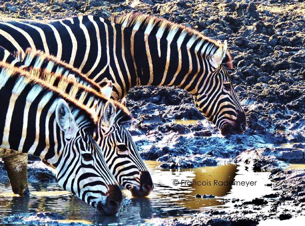 Madikwe Hills Private Game Lodge Madikwe Game Reserve Ngoại thất bức ảnh